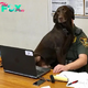 “K-9 Police: Adorable Moments When Showing Love to a Human Partner”