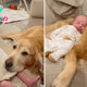 “An Act of Love: A Smart Dog Takes Care of a Sleeping Baby”