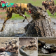 Survival of the Sneakiest: Crocodiles Snatch African Wild Dogs’ Prey