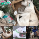 In an effort to Ьгeаk free from a pack of listless dogs and seek help, one dog flees.sena