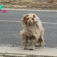 Woman Was Just Minding Her Business When She Spotted A Matted Dog Who Needed Help