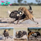 Video! Lioness Hunts Down Wildebeest in Epic Struggle