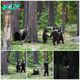 qq Teacher Captures Unbelievable Moment: Baby Bears Spotted ‘Dancing’ in Finland Forest, Leaving Him Questioning Reality.
