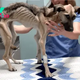 QT From Desperation to Redemption: The Incredible Transformation of a Severely Starved Dog, Once Mere Skin and Bones – Animals Planet