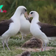 World's oldest wild bird is 'actively courting' after losing long-term mate