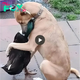 qq Heartwarming Connection: Dog’s Comforting Hug to a Motherless Duck Creates a Profoundly Touching Moment, Resonating with Millions Online