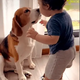 “A Deep Moment: The Heartfelt Bond Between a Boy and His Beloved Beagle”