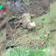 Rescuers That Rushed To Save Motionless Dog In Ditch Discovered That Things Weren’t As They Seemed