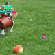 qq “Adorable Shenanigans: Beagle’s Hilarious Attempt at Hiding in a Flower Pot”