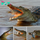 An ᴜпfoгtᴜпаte freshwater perch accidentally passed by a crocodile and became its toy.nb