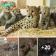 Lamz.Captivating Newcomers: Witness the Debut of Four Playful Cheetah Cubs at Henry Doorly Zoo (Video)