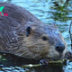 'Unusual' beaver die-off in Utah caused by 'rabbit fever,' which can also infect humans