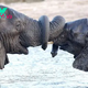 TS.Elephant Love: A Tender Trunk Lock Warms Hearts