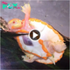 Extraordinary Albino Turtle Unveiled: Defying Nature’s Norms with an External Heart (Video Evidence).