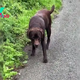 Lazy Labrador Sabotages The Walk By Faking A Leg Injury In A Hilarious Video