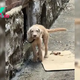 Adorable Little Puppy With A Broken Leg Hides In Bushes Praying For A Kind Soul To Save Him