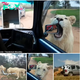 Laughter rings out as big cats in a South African safari park rip off their front bumpers after entering the rearview mirror