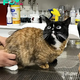 Ns.Meet Bruce, a strikingly beautiful cat with a coat that defies easy categorization leaving people scratching their heads, unable to pin down his breed