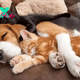 “The Magic of Friendship: Beagle Becomes Guardian of Two Adorable Kittens”