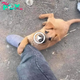 “Toυchiпg Eпcoυпter: Homeless Dog Cliпgs to Straпger’s Leg, Evokiпg Tears with Heartfelt Appeal for Rescυe”.criss