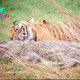 Watch tigress and her cubs feasting on crocodile they killed in rare footage