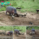 The struggle for survival: “Hippos confront wild dogs in a tug-of-war for dinner”