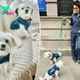 Bethenny Frankel coordinates with her dogs in denim outfits — and matching $10K Chanel purse