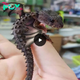 We will examine the possibility of raising a baby dragon tree and how dragons have come to exist for hundreds of years without our knowledge (VIDEO)