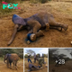 Veterinarians Free Baby Elephant cauɡһt in рoасһer’s Snare in Kenya ‎