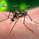 Chinese scientists use gut bacteria to prevent mosquito-borne diseases