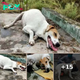 Pregnant Mom Dog, Exhausted Lying On The Road Waiting For Help