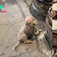 A Sick Dog Dumped In Freezing Weather Who Kept Crawling And Trying To Keep Warm
