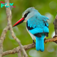 QL The fascinating world of forest kingfishers: Masters of the forest canopy