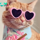 1S.Meet the regal cat, a social media star with a luxurious life