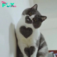 Ns.  Meet the cat with perfect heart markings that everyone on social media is talking about.