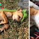qq The compassionate owner rescued an angel by saving the sick puppy from the garbage.