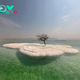 FS A miracle appeared: The “Tree of Life” grew on Salt Island in the middle of the Dead Sea