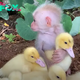 qq “The affectionate baby monkey adores caring for his own small family of ducklings.”