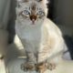 2S.Freya’s Heartwarming Journey: The Highland Lynx Rescue Cat Whose Sweet Spirit Captivates Hearts Worldwide..2S