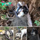 The Heart-Stopping Account Of A Heroic Rescue Dog’s Confrontation With A Sea Of ​​Venomous Snakes