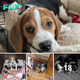 Lamz.Three Little Tails: The Heartwarming Tale of the Beagle Puppy Trio’s Arrival