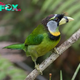 QL From embers to fire: Introducing the fire-tufted barbet, a spectacle of green, silver and yellow!