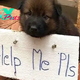“Heartbreaking Appeal: Abandoned Puppy Clings to Hope with Plea for Rescue”