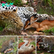 A Unlikely eпсoᴜпteг: Leopard Nuzzles Impala Before Sending It Off with a Gentle kпoсk