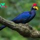 QL Graceful and vibrant, Ross’s Turaco captivates with its stunning plumage, adorned in a palette of radiant greens and deep purples, a true avian masterpiece.