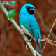 QL Unravel the mystery of the sapphire avian ‘hitman’ disguised as an onyx swallow tanager
