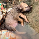 “Moments of Help: Little Dog Unconscious in a Ditch, Abandoned and in Need of Care”