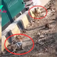 Crying Mama Dog Couldn’t Stop Hugging Her Puppy After Thinking That She Had Lost Him Forever