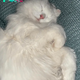 Ns.Meet Neige: The cat is captivating with its innocent and naive appearance but exudes a queen-like sophistication