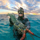 MS  “Scuba Diver Encounters Enormous Crayfish in Clear Lagoon Waters of the Great Barrier Reef, Australia” MS